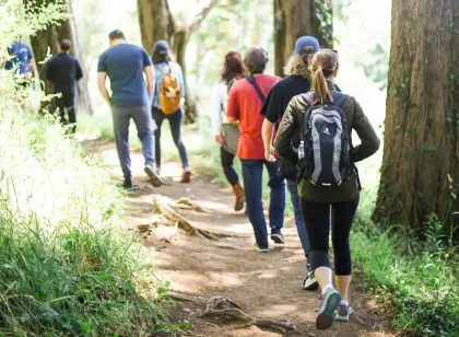 BGO Achilles Tendon Treatment